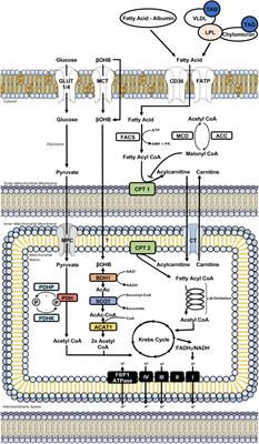 Myocardial Energy Metabolism in Non-ischemic Cardiomyopathy